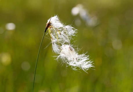 Broad-leaved Cotton Grass (Eriophorum latifolium)