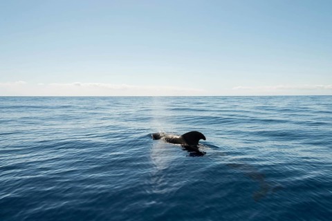 Pilot Whale (Globicephala) emerging from water