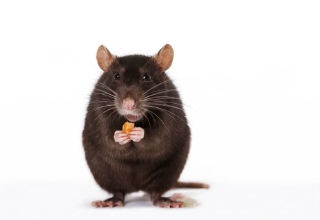 Brown Rat (Rattus norvegicus forma domestica) during feeding