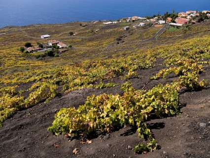 Flat-growing grapevines growing on black lava soil