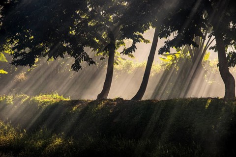 Sun rays penetrating smoke under trees
