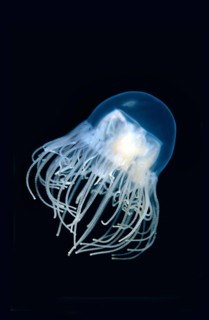 Clinging Jellyfish (Gonionemus vertens)