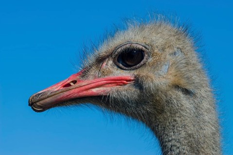 Common Ostrich (Struthio camelus)