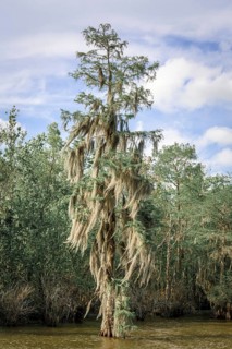 Spanish Moss (Tillandsia usneoides)