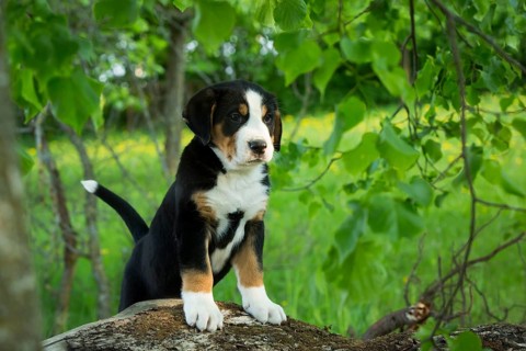 Greater Swiss Mountain Dog