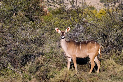 Greater Kudu (Tragelaphus strepsiceros)
