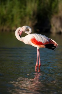 Flamingo (Phoenicopteridae)
