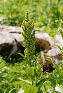 White Hellebore (Veratrum album lobelianum)