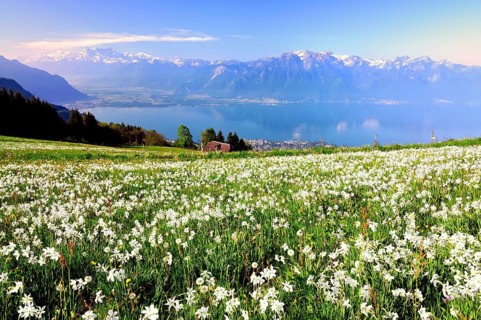 Meadow with white daffodils at Lake Geneva