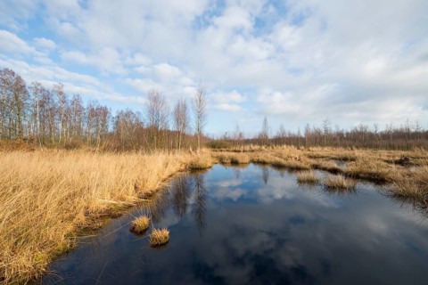 Renatured moor area where peat was cut