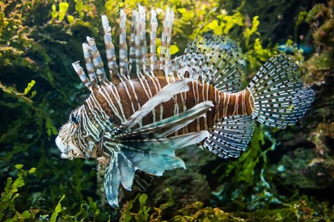 Pacific red lionfish (Pterois volitans)