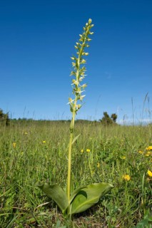 Greater Butterfly-orchid (Platanthera chlorantha)