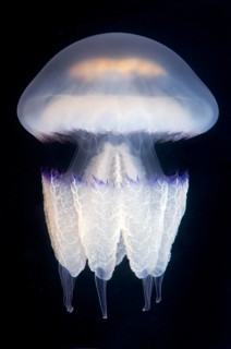 Barrel jellyfish or Dustbin-lid Jellyfish (Rhizostoma pulmo)