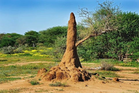Termite mound