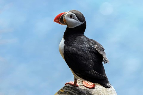 Puffin (Fratercula arctica)