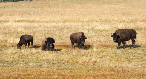 Four Beefalos or Cattalos on a pasture