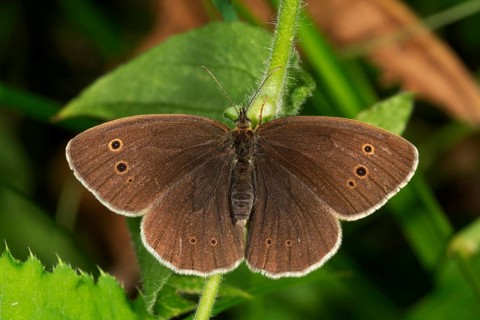 Ringlet (Aphantopus hyperantus) with extended wings during sunbathing