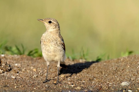 Young Spanish Sparrow or Willow Sparrow (Passer hispaniolensis)