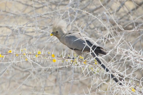 Grey Go-away-bird (Corythaixoides concolor)