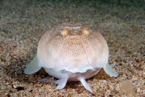 Stargazer or Atlantic Stargazer (Uranoscopus scaber)