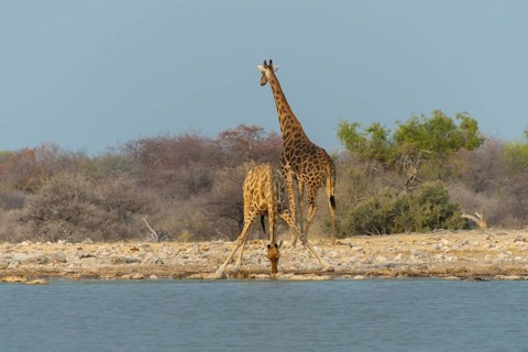 Two giraffes (Giraffa camelopardis) drinking at the Klein Namutoni waterhole