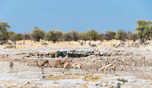 Springboks (Antidorcas marsupialis)