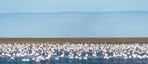 American Flamingoes (Phoenicopterus ruber)