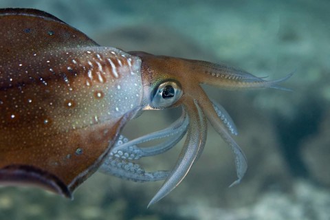 Bigfin Reef Squid (Sepioteuthis lessoniana)