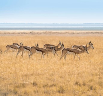 Herd of Springboks (Antidorcas marsupialis) in the grasslands
