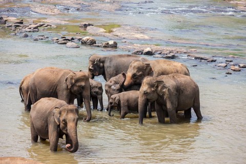 Herd of Asian elephants (Elephas maximus) from the Pinnawela Elephants Orphanage bathe in the Maha Oya river