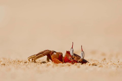 Red beach Crab (Brachyura) at its lair