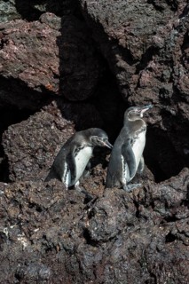 Galapagos Penguins (Spheniscus mendiculus)