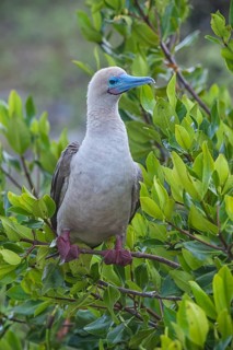 Red-footed Booby (Sula sula) in red mangrove