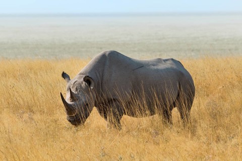 Black Rhino (Diceros bicornis) grazing at the edge of the Etosha Pan