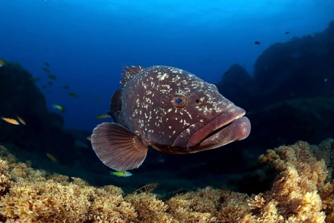 Dusky Grouper or Merou (Epinephelus marginatus)