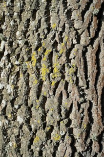 Bark of an Atlas Cedar (Cedrus atlantica)