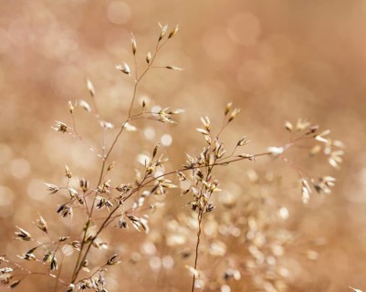 Grasses