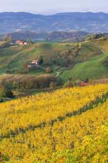 Autumnal vineyards and farmhouses in the morning light