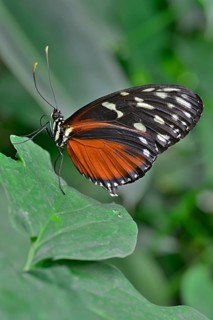 Five-spotted Longwing (Heliconius hecalesia)