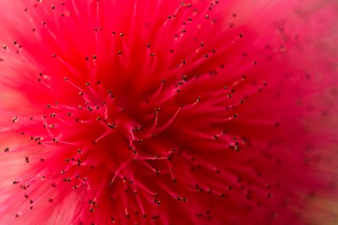 Powderpuff (Calliandra haematocephala)