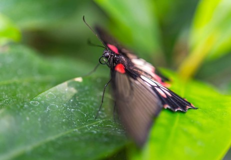 Great Mormon (Papilio memnon)