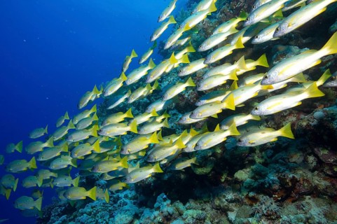 Shoal of Ehrenberg's Snapper or Blackspot Snapper (Lutjanus ehrenbergi)