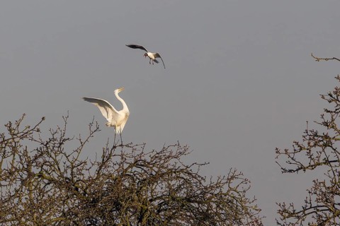 Black-headed Gull (Larus ridibundus) attacking Egret (Ardea alba) on tree
