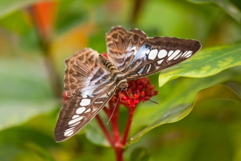 Blue Clipper butterfly (Parthenos sylvia lilacinus)