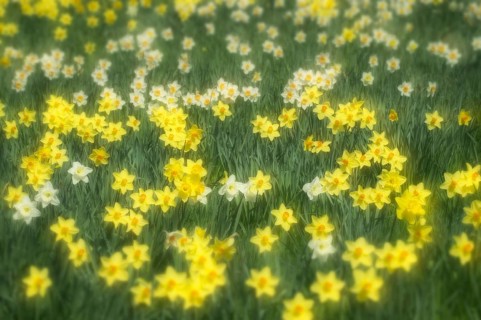 Daffodils (Narcissus) in a meadow
