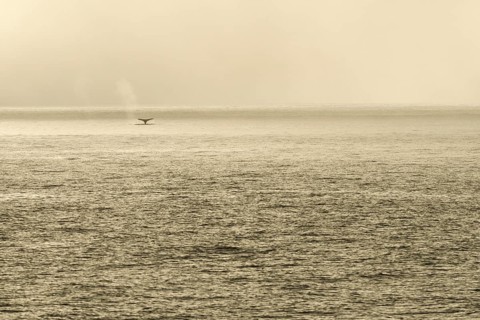 Fluke