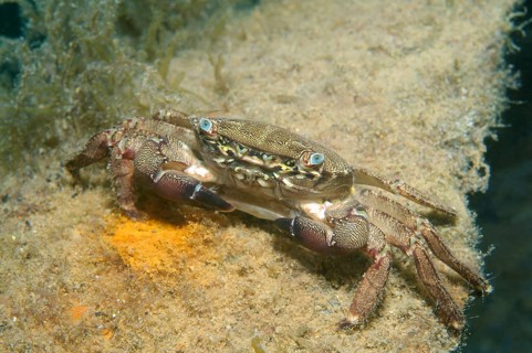 Marbled Rock Crab (Pachygrapsus marmoratus)