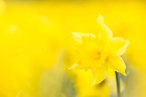 Wild Daffodil (Narcissus pseudonarcissus)