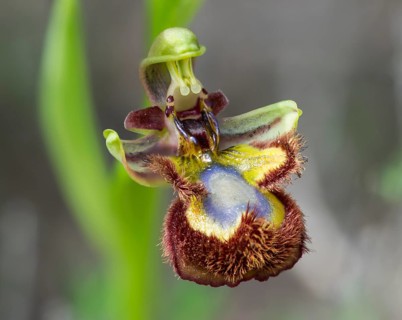 Mirror Orchid (Ophrys speculum)