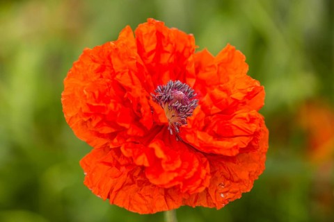 Oriental Poppy (Papaver orientale)